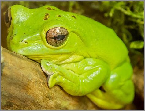 Der Grüne Frosch Foto And Bild Tiere Zoo Wildpark And Falknerei