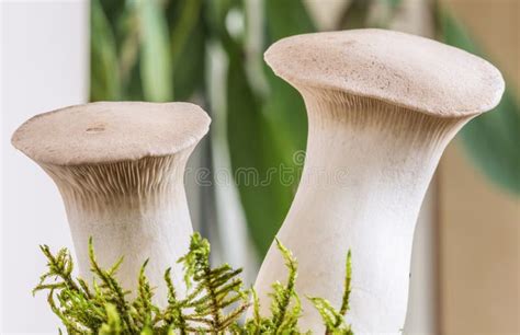 King Oyster Eringi Raw Organic Mushrooms Are Harvested From A Mushroom