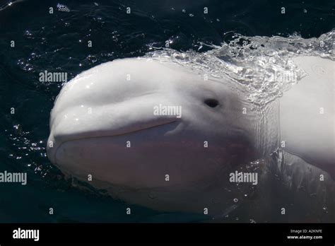 A Portrait Of A Beluga Whale Smiling At The Camera Stock Photo Alamy