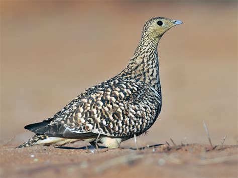 Namaqua Sandgrouse Ebird