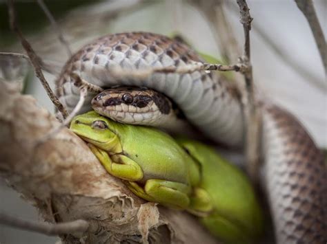 Snakes Frogs Lizards And Other Animals Seek Refuge Together In Broome