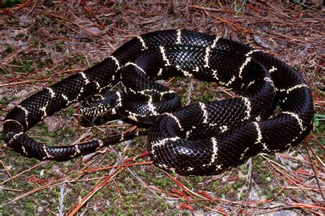 It can be found throughout the chesapeake bay watershed, from the mountains to the shoreline. Common Kingsnake (Lampropeltis getula)