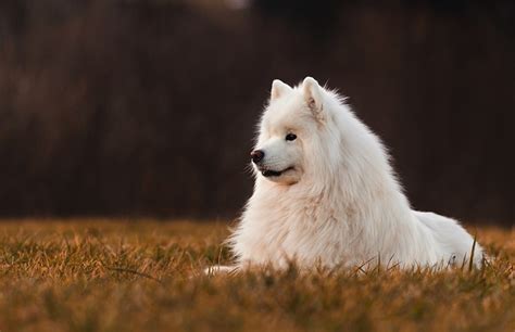 Tapety Samojed Psy Domowe Biały Zwierzęta