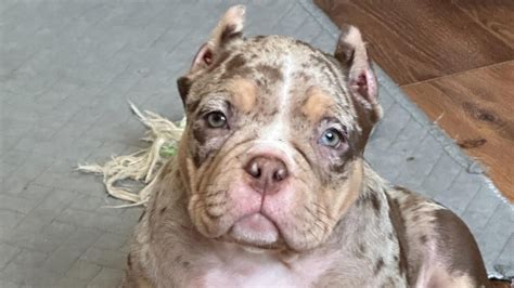 American Bully Merle White Blue Lilac Puppies Breeding