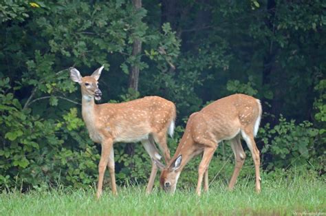 Wildlife At Mammoth Cave National Park Rving Revealed