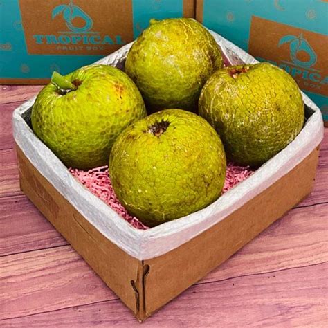 Buy Breadfruit Ulu Also Called Panapen Order Online Today Regular