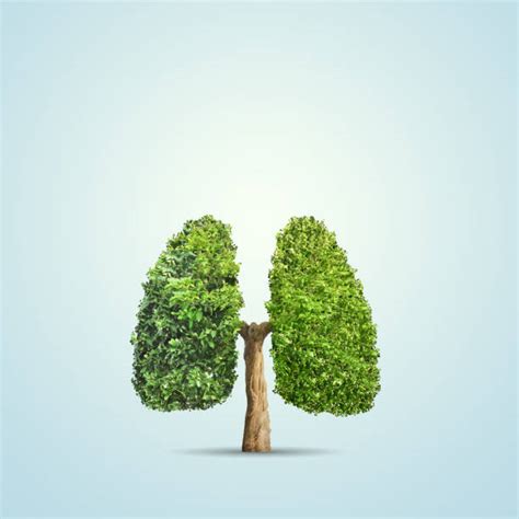 Human Lung Stock Photos Pictures And Royalty Free Images Istock