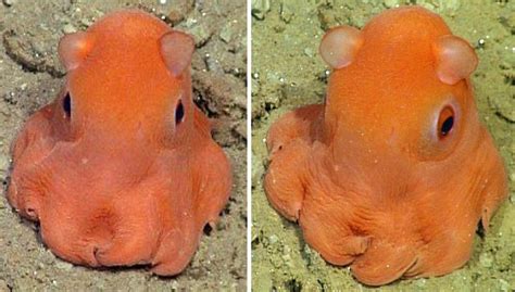 Meet Adorabilis The Worlds Cutest Octopus Nature And Animals Sonyaz