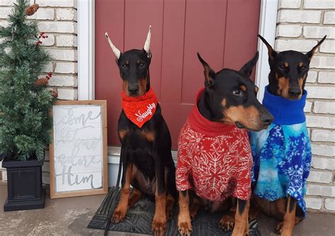 Merry Christmas! | Doberman Forum : Doberman Breed Dog Forums