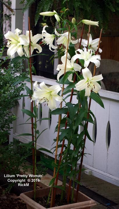 Photo Of The Entire Plant Of Lily Lilium Pretty Woman Posted By