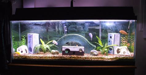 11 Unique Fish Tank Decor Ideas Beautify Your Aquarium