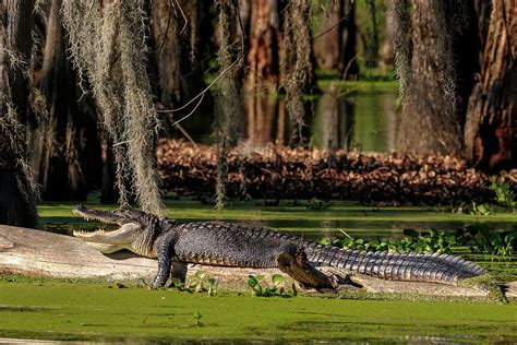 Swamp Gator Photograph By Jasawyer Imaging Fine Art America