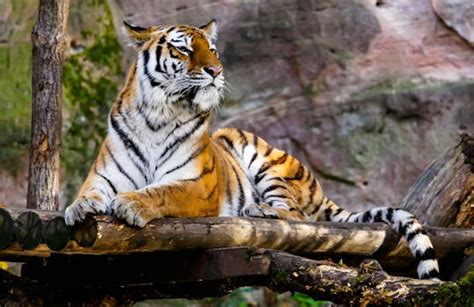 Bengal Tiger · Free Stock Photo