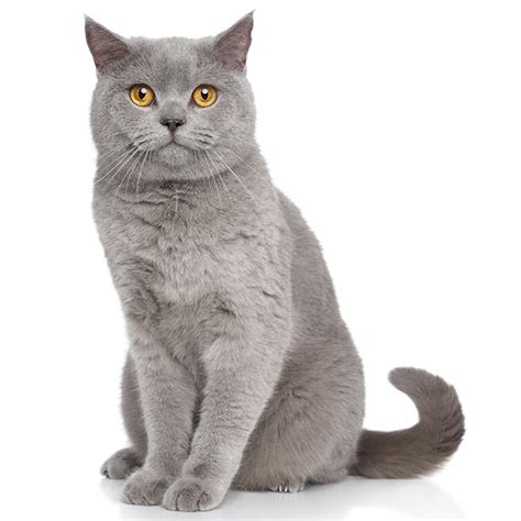 Cats for adoption in dubai , check the website now to see more ads. British Short Hair Cat Pet Insurance | Compare Plans & Prices