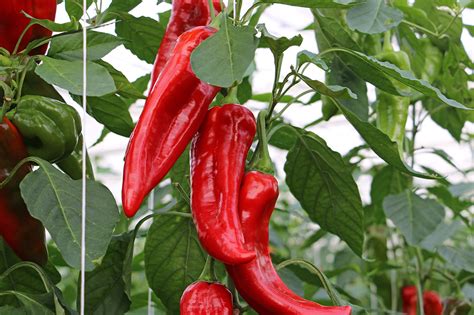 Unser Paprika Vitaminbomben aus dem Nürnberger Knoblauchsland