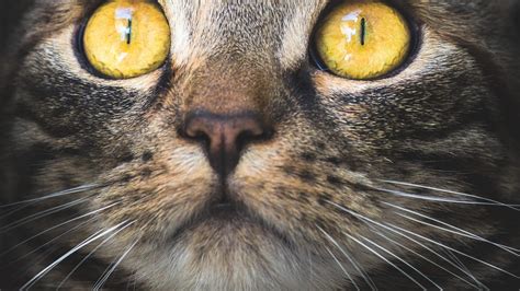 Moustaches Du Chat Caractéristiques Et Utilités