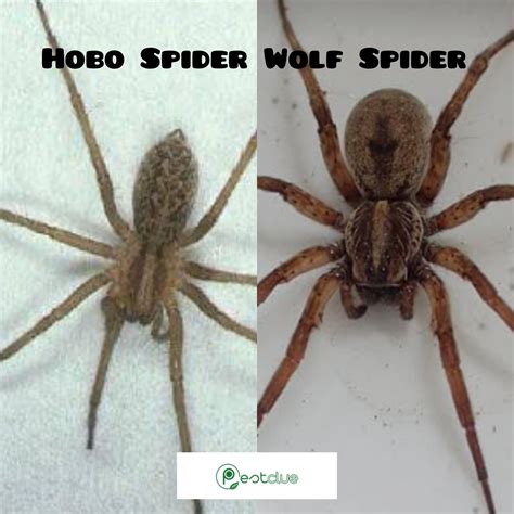 Hobo Spider Wolf Spider How To Spot The Difference Pestclue