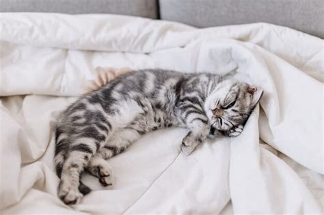 Premium Photo Scottish Fold Kitten Sitting In Bed