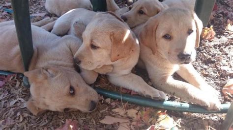 Call or email me now to get onto the list. ***CUTE, HEALTHY, AKC PUREBRED YELLOW LABRADOR PUPPIES ...