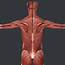 Male Muscular System By 3dmodelshop  3DOcean
