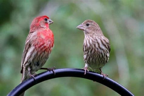 Where Do Finches Sleep At Night What You Need To Know About Your Pet