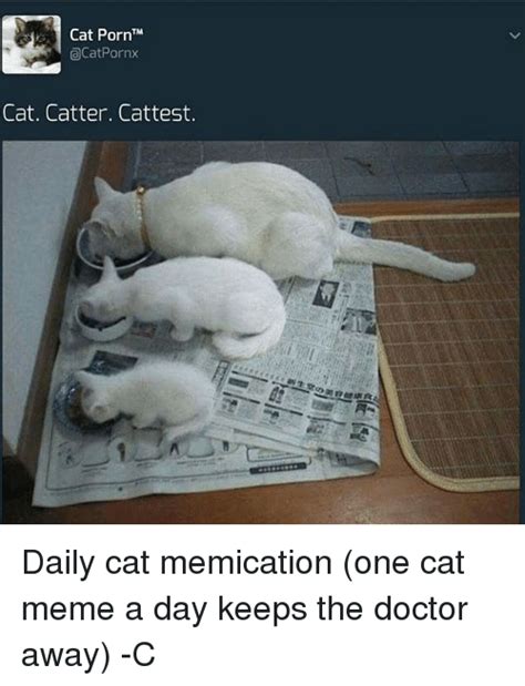Cat Porn TM CatPornx Cat Catter Cattest Daily Cat Memication One Cat Meme A Day Keeps The Doctor