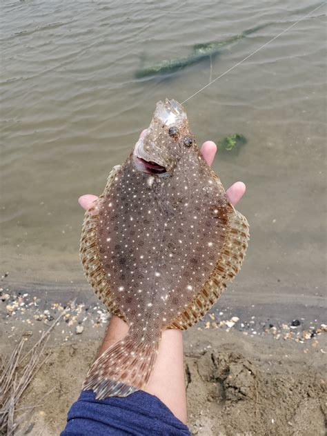 Windowpane Flounder From Spring Lake Nj 07762 Usa On June 8 2023 At