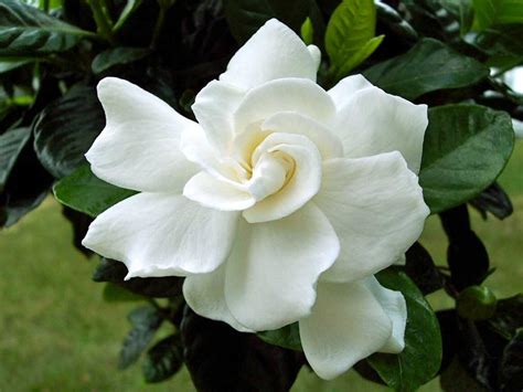 10 Most Loveliest White Flowers In The World Yabibo