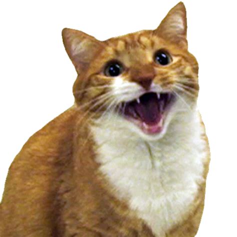 Angry Cat Free Png Image Png Arts