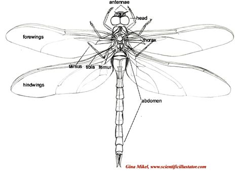 Dragonfly Labeled