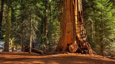 Download Redwood Nature Forest Hd Wallpaper