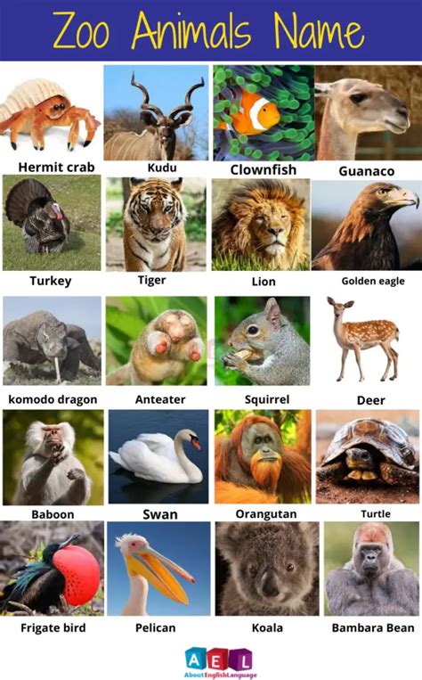 Who Zoo Animals