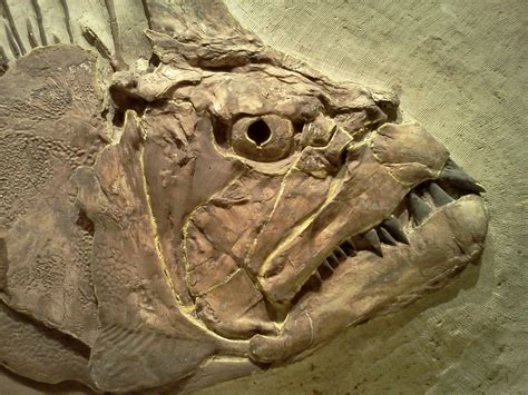 Sunday Snapshot Fossils At The Ku Natural History Museum Fish Fossil