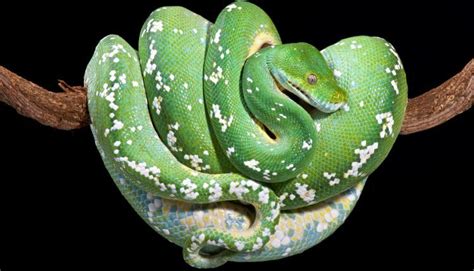 Green Tree Python Care Sheet An In Depth Guide