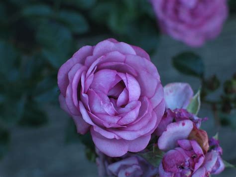 Free Picture Purple Rose Garden Flower