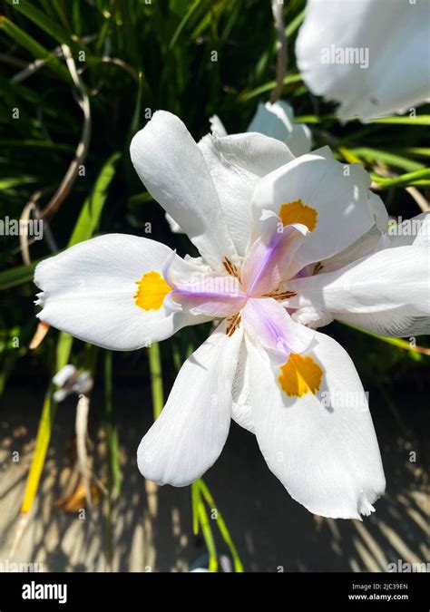 A Fairy Iris Dietes Grandiflora Stock Photo Alamy