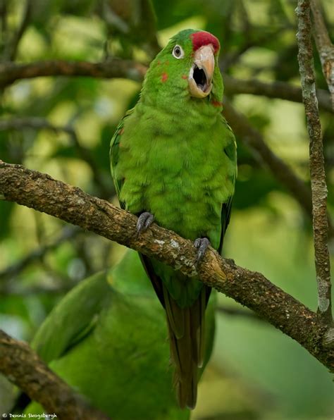 9216 Crimson Fronted Parakeet Aratinga Finschi Costa Rica Dennis