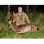 Fallow Deer Hunts  Guided Hunting In Hawkes Bay NZ