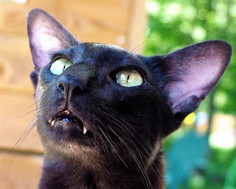 Rehome buy and sell, and give an animal a forever home with preloved! 88 best Oriental Shorthair Black Cats images on Pinterest ...