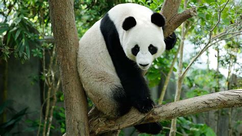 Full List Of Zoos With Pandas In The World The Ticket Prices