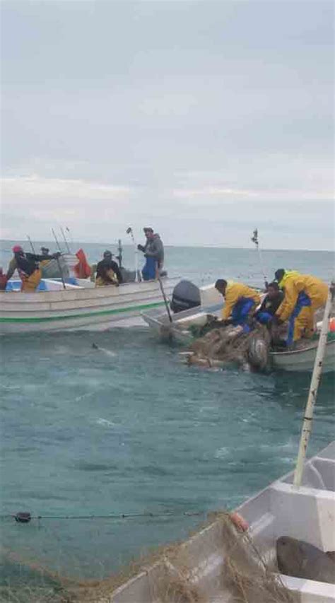 Como Nunca Desbordada La Pesca Ilegal De Totoaba En Hábitat De Vaquita