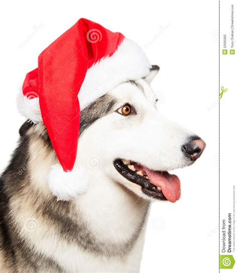 Dog With Santa Hat Stock Photo Image Of Face Humor 22935060