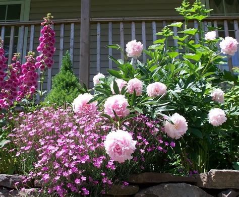 Growing Mountain Peonies That Bloom The Daily Courier Prescott Az