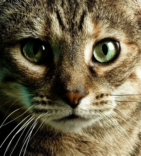'black is not a color; Most Beautiful Cat Pictures On StumbleUpon