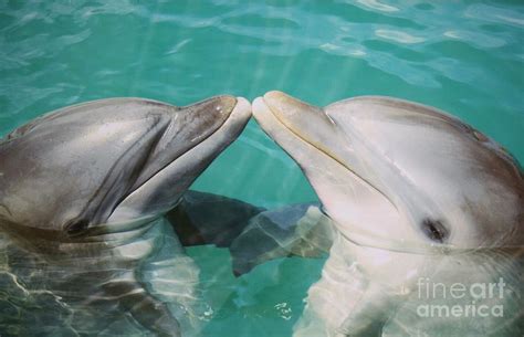 Dolphin Love Photograph By Paulette Thomas Fine Art America