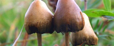 Heres What Magic Mushrooms Do To Your Body And Brain