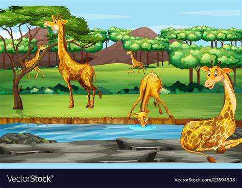 Scene With Giraffes At Open Zoo Royalty Free Vector Image