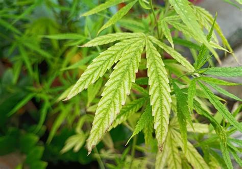 Spot And Correct An Iron Deficiency In Cannabis Plants