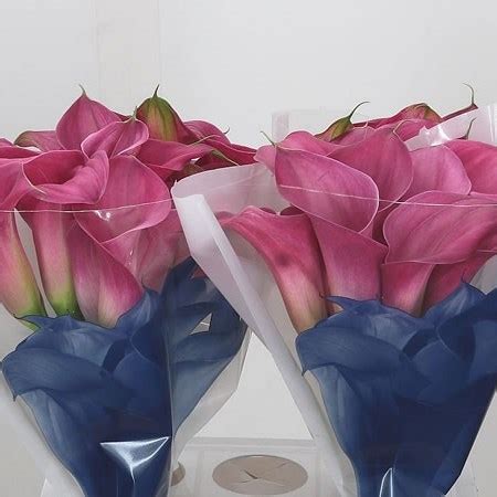 Calla Lily Captain Samba Cm Wholesale Dutch Flowers Florist