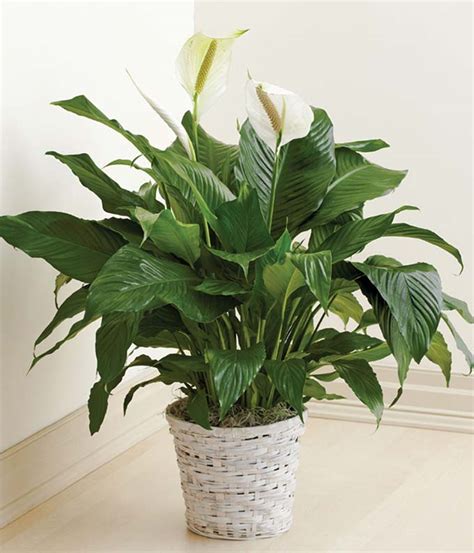 We did not find results for: Funeral Flowers for Men | Sympathy Flowers for Him